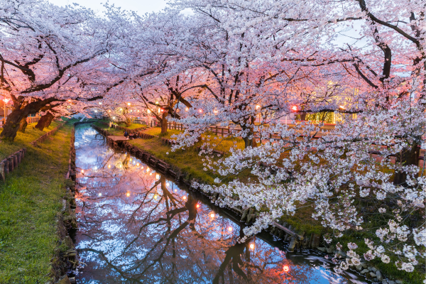 beautiful cherry blossoms in japan
