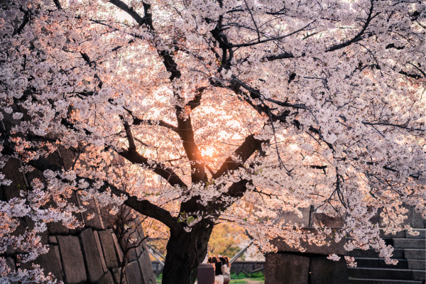 Washington cherry blossom
