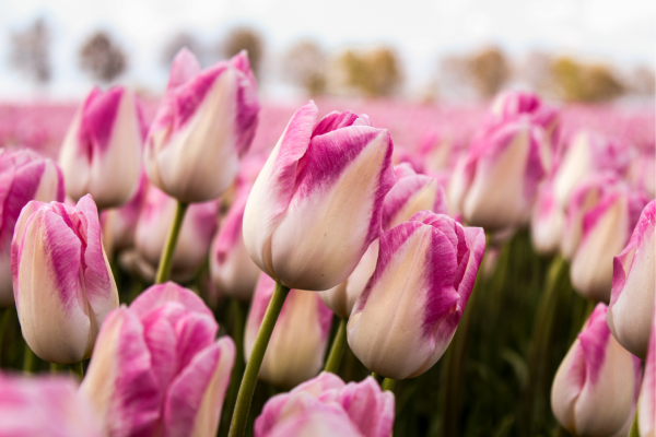beautiful Holland tulips
