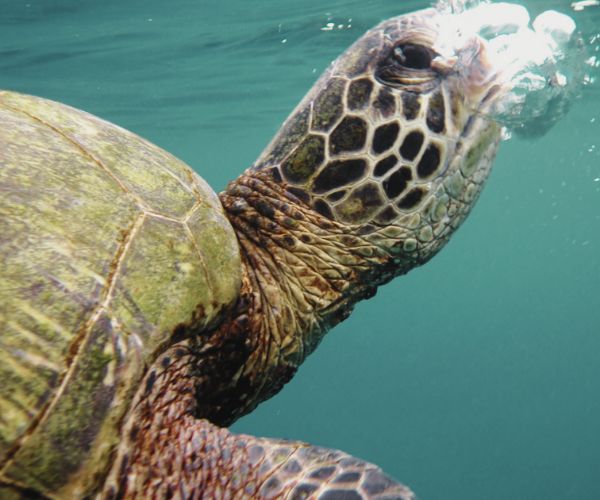 turtle breathing under water